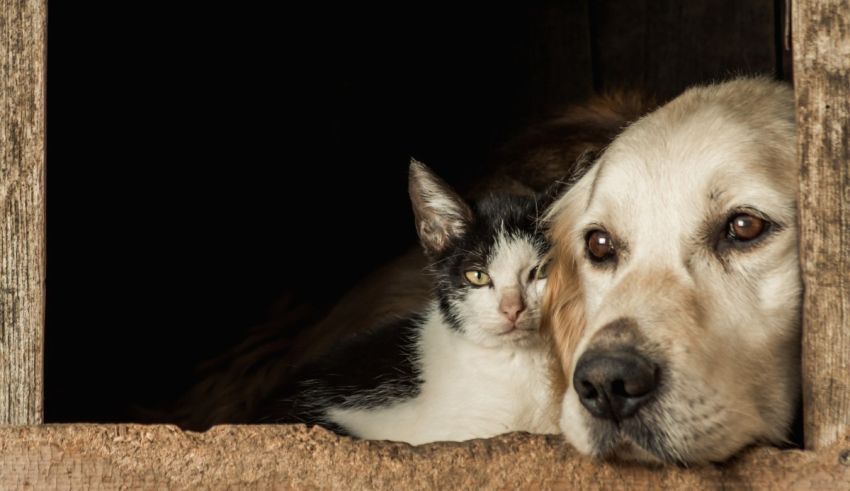 A dog and a cat looking out of a window.