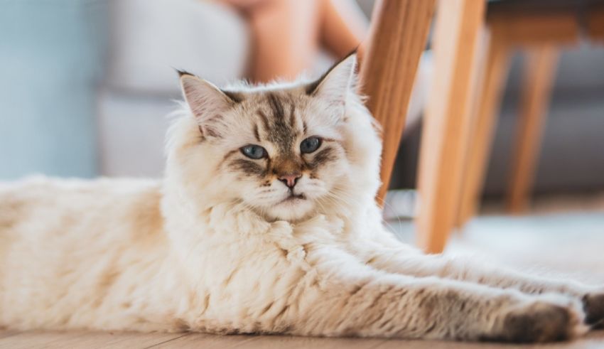 A fluffy white cat laying on the floor.