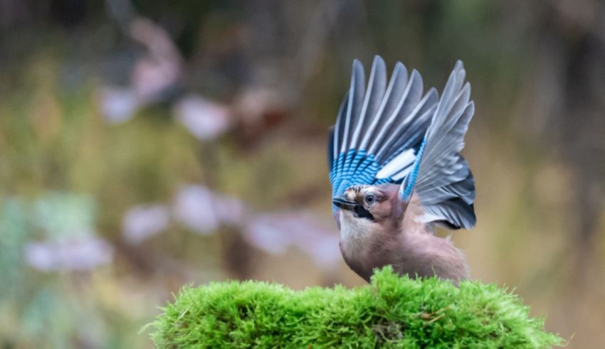 Which Exotic Garden Bird Are You