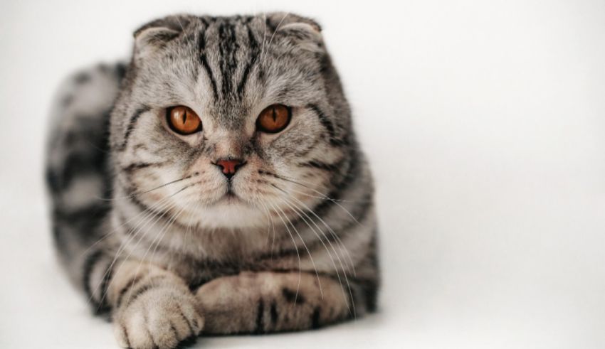 Which Exotic Garden Bird Are You