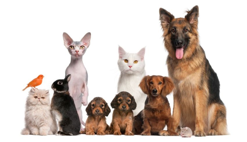 A group of dogs and cats standing together.