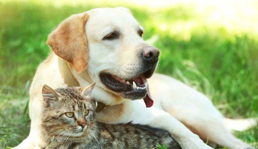 A dog and a cat laying in the grass.