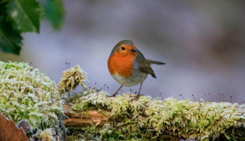 Which Exotic Garden Bird Are You