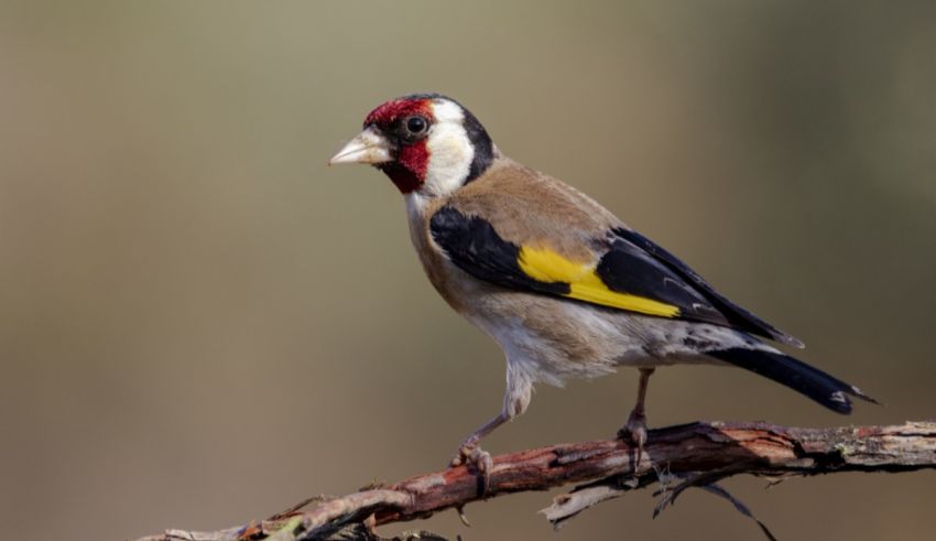 Which Exotic Garden Bird Are You