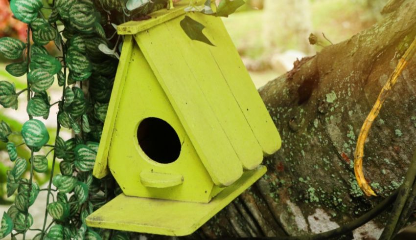 Which Exotic Garden Bird Are You