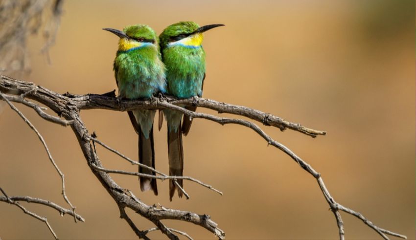 Which Exotic Garden Bird Are You