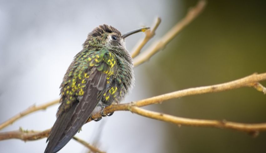Which Exotic Garden Bird Are You