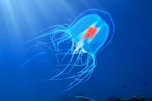 Funniest Animal Trivia Quiz 🐘 Are You Smart To Score 80%