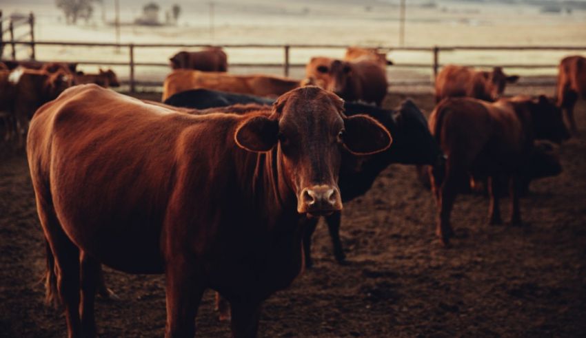 A group of brown cows standing in a field.