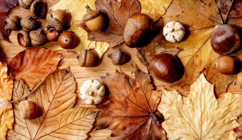 Autumn leaves and nuts are arranged on a wooden surface.