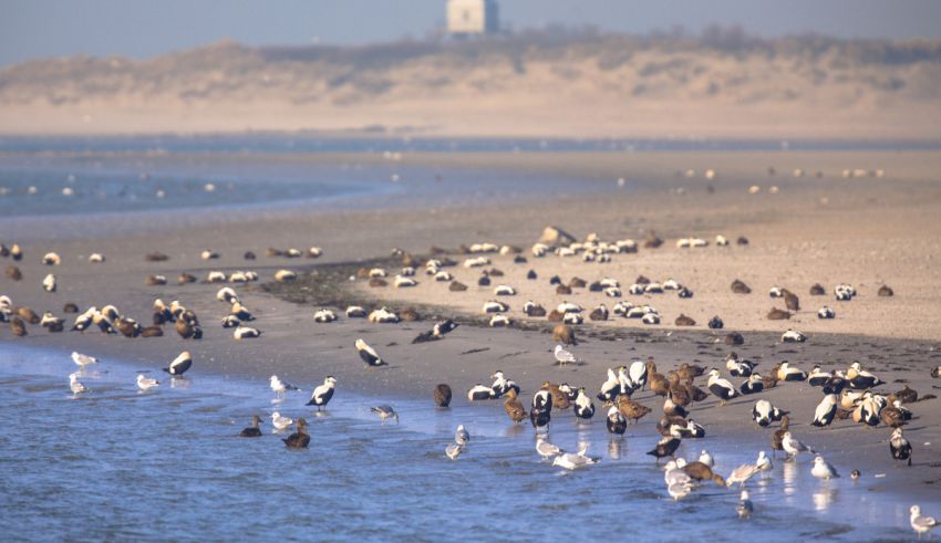 A group of birds on a beach.