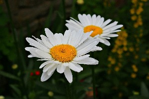 Which Greek God Are You