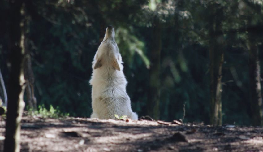 A white wolf standing in the woods.