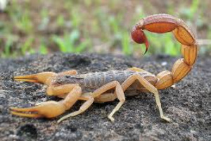 Funniest Animal Trivia Quiz 🐘 Are You Smart To Score 80%