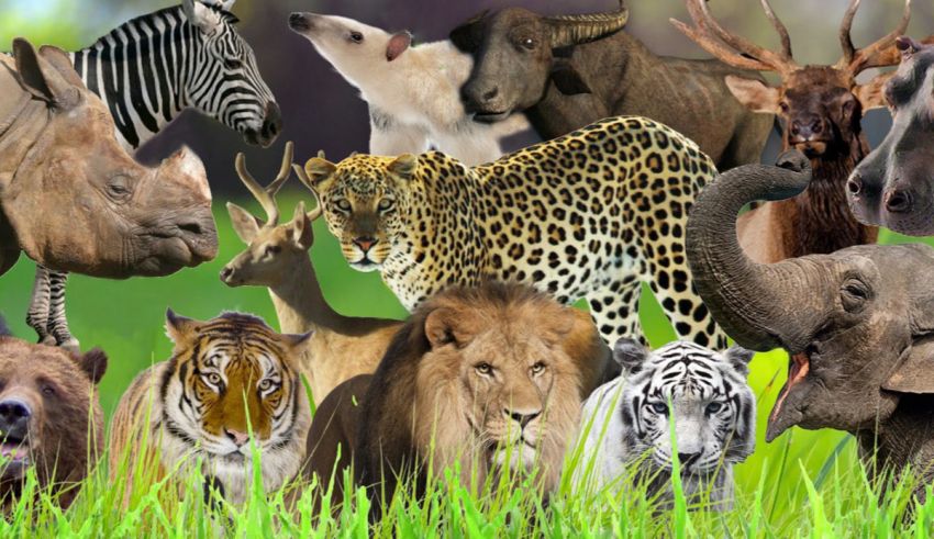 A group of animals are standing in a grassy field.