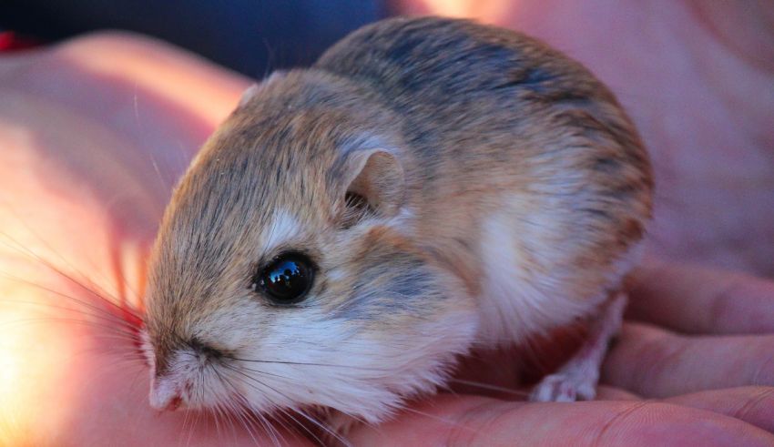 A small mouse is sitting on a person's hand.