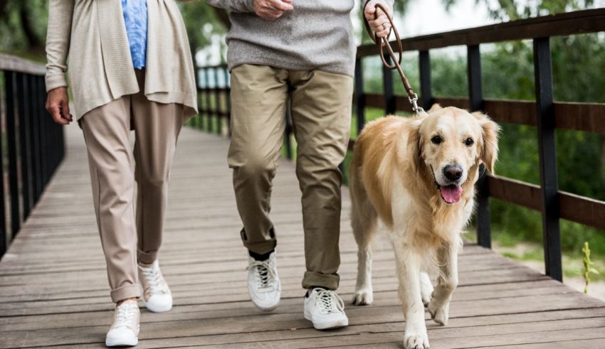 Elderly couple walking their dog on a bridge.