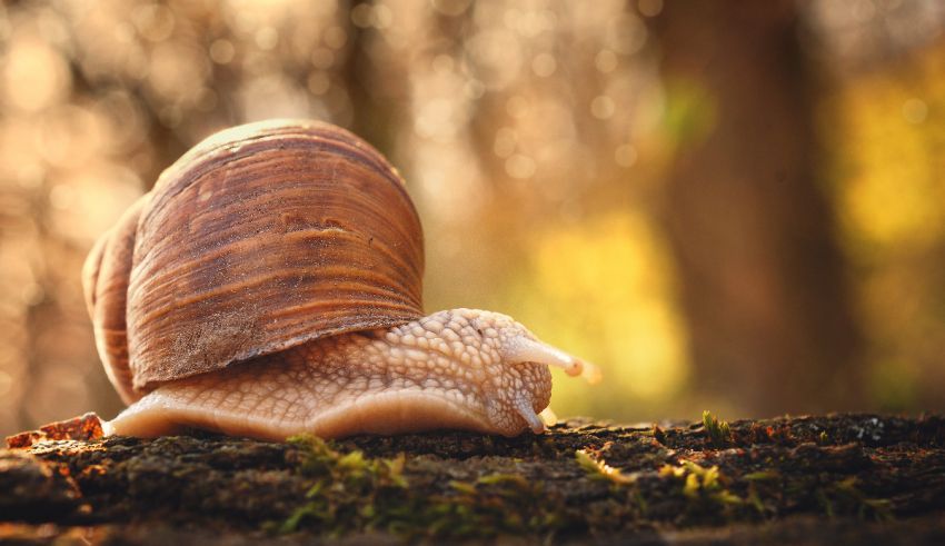 A snail crawling on top of a tree stump.