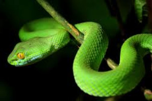 Funniest Animal Trivia Quiz 🐘 Are You Smart To Score 80%