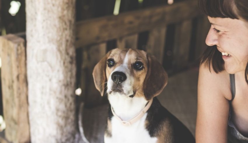 A woman sits on a bench next to a beagle.