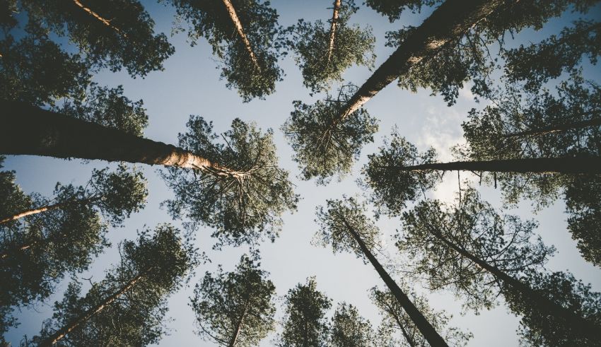 Looking up at tall trees in a forest.