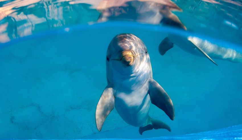 Two dolphins swimming in the water.